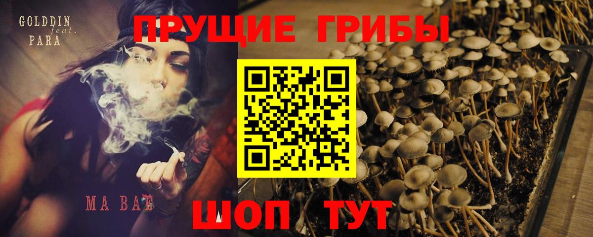 Дедовск  Псилоцибиновые грибы MAGIC MUSHROOMS  Вход с VPN 
